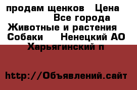 продам щенков › Цена ­ 15 000 - Все города Животные и растения » Собаки   . Ненецкий АО,Харьягинский п.